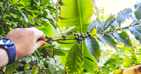 Plantacja Finca La Laja, Valle de Agaete, Gran Canaria, Hiszpania